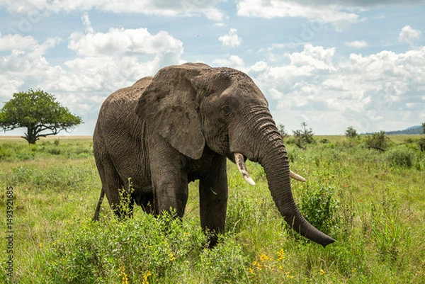 Obraz Elephants in the wild