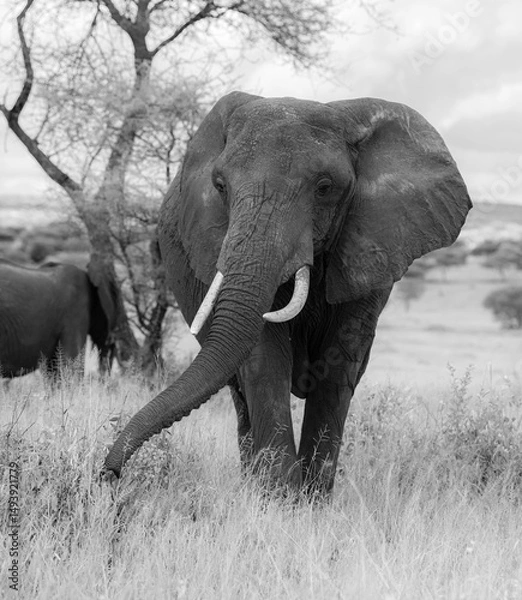 Obraz Elephants in the wild