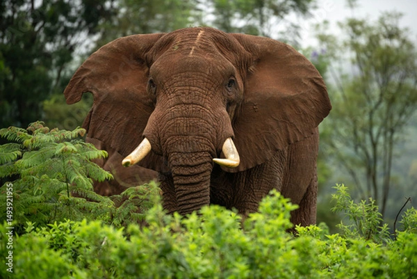 Obraz Elephants in the wild