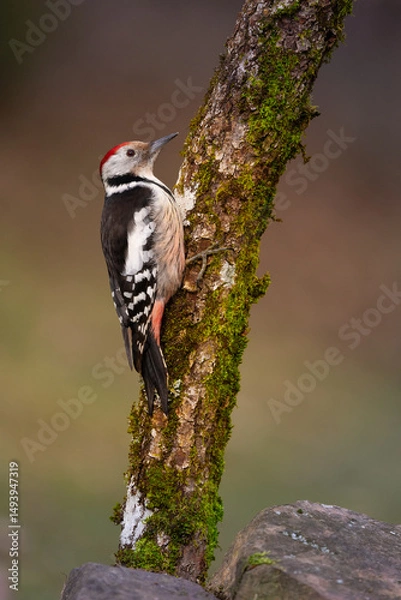 Fototapeta Pico mediano - Dendrocoptes medius