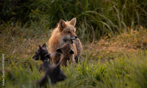 Obraz Mother Fox with Kits