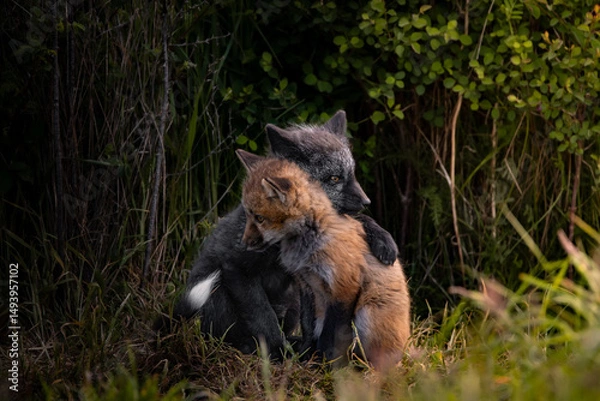 Obraz Fox Kits Embracing