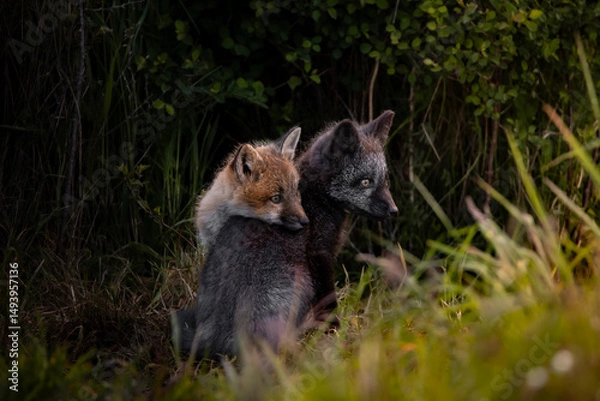 Obraz Red and Silver Fox Kits