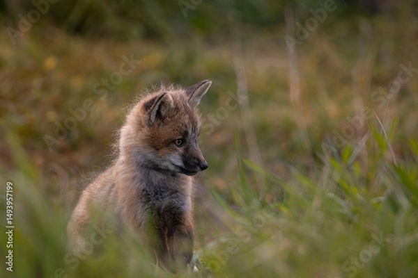 Obraz Red Fox Kit Sitting in Grass