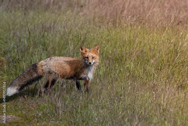 Obraz Red Fox Walking in Grass