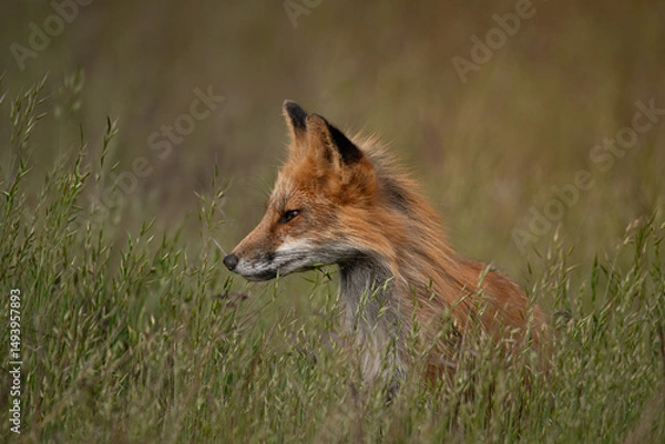 Obraz Red Fox Profile