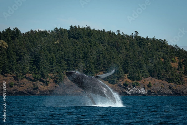 Obraz Humpback Whale Breaching