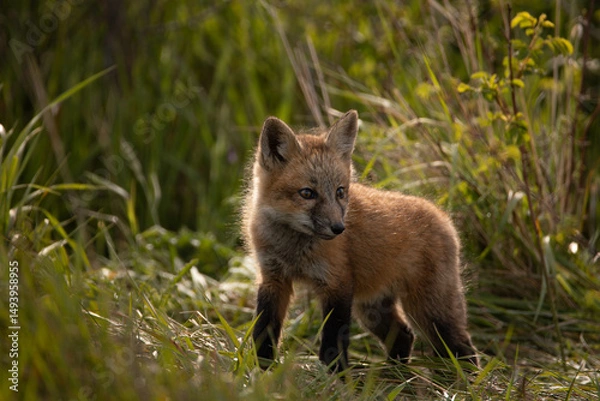 Obraz Red Fox Kit Walking