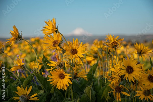 Obraz Balsam Root Wildflower Field
