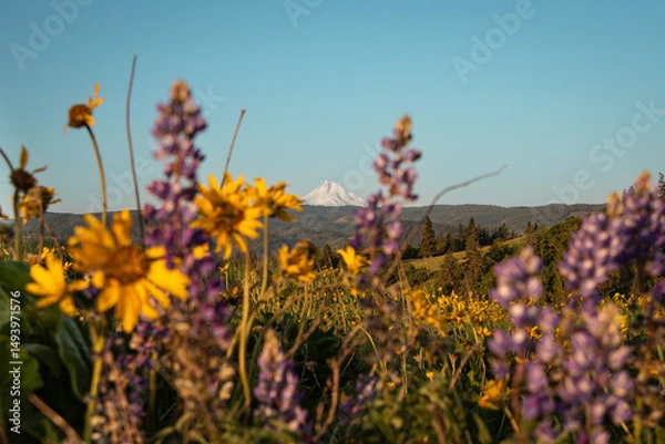 Obraz Wildflowers and Mt Hood