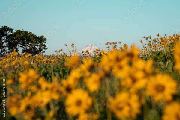 Obraz Mountain and Yellow Flowers