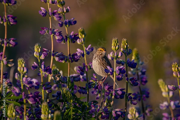 Obraz Bird on Lupine