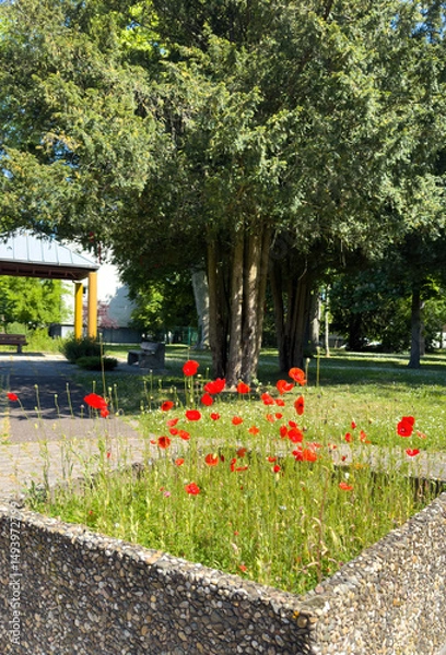 Fototapeta Vibrant red poppies bloom in a raised stone flowerbed surrounded by green trees, benches, and dappled sunlight in a peaceful spring park setting
