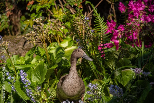 Obraz Duck in Flowers