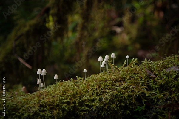 Obraz Mossy Log with Small Mushrooms
