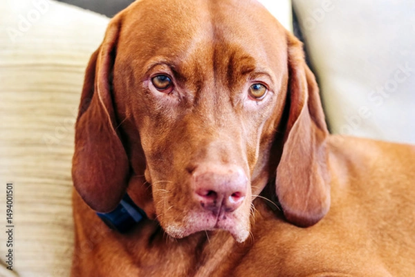 Obraz best Vizsla dog