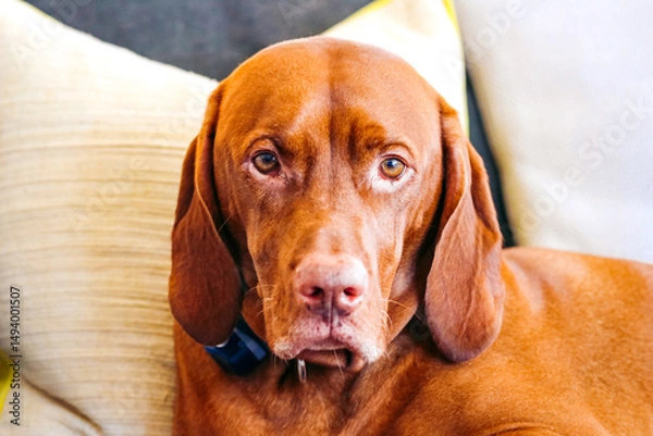 Obraz Chestnut Vizsla dog