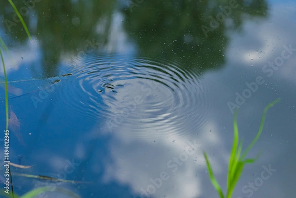 Fototapeta Water strider insect creating ripples on the calm surface of a pond.