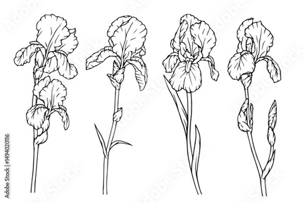 Fototapeta A set of botanical sketches, spring flowers and iris buds outlines. Vector graphics.