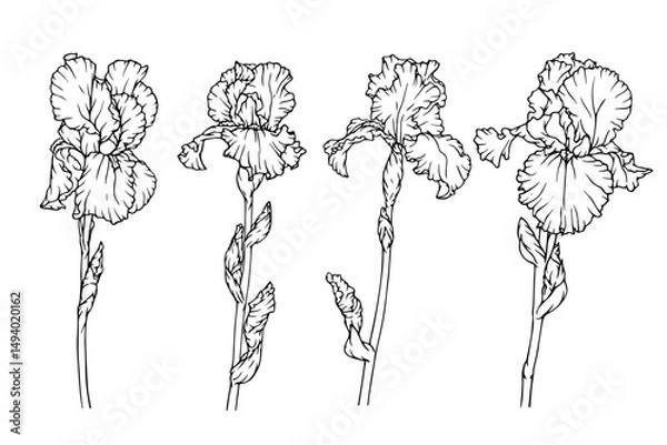 Fototapeta A set of botanical sketches, spring flowers and iris buds outlines. Vector graphics.