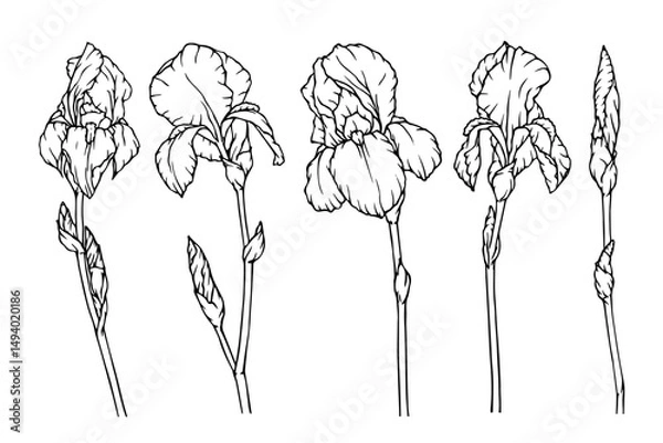 Fototapeta A collection of botanical sketches of spring flowers and iris buds. Vector graphics.