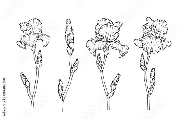 Fototapeta A collection of botanical sketches of spring flowers and iris buds. Vector graphics.