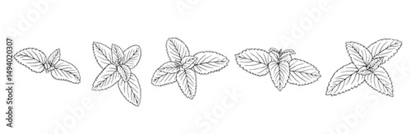 Fototapeta Set of line sketches of mint leaves. Vector graphics.