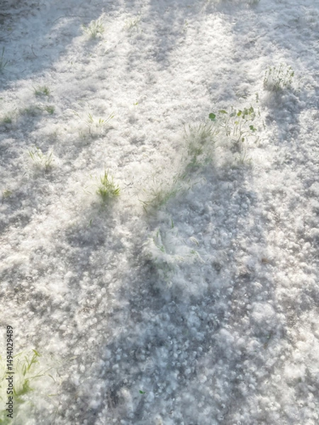 Obraz park floor covered by tree pollen, problem of allergies in springtime, fluffy white poplar tree or cottonwood white fluffy seeds covering the ground like snow, with green grass and small plants