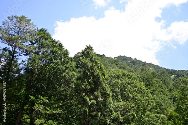 Fototapeta 風薫る五月の空