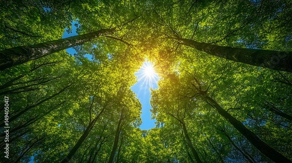 Fototapeta Lush forest canopy sunlight view from below.