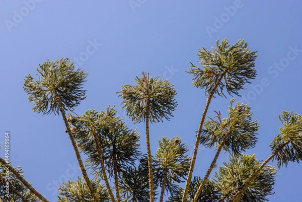 Fototapeta Araucaria (Araucaria angustifolia) with umbrella-shaped crown under blue sky. Iconic tree from southern Brazil.