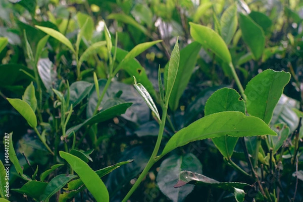 Fototapeta Tea leaves in closeup photo. Fresh Green tea tree leaves in eco herbal farm. Tree tea plantations in morning sunlight. Drinking organic tea relax heath plant. Green tea trees with two leaves and a bud
