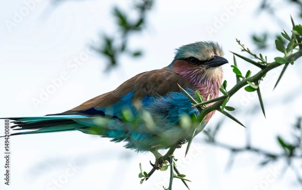 Obraz lilac breasted roller