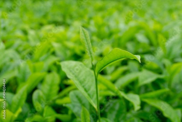 Obraz Close-up view of lush green tea leaves in a tea plantation