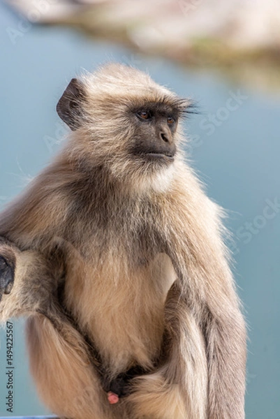 Obraz Close Up of a Grey Langur Watching Over the Water