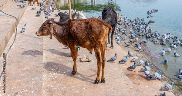 Obraz Cows and Pigeons Co-Existing Along Pushkar Lake