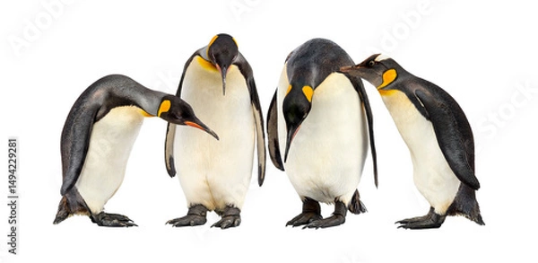 Obraz emperor penguins isolated on transparent background.
