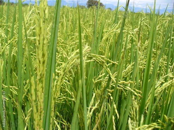 Obraz Espigas de arroz