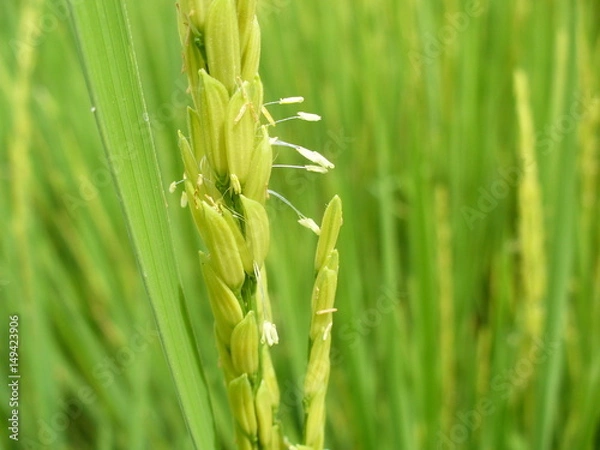 Obraz Flor del arroz