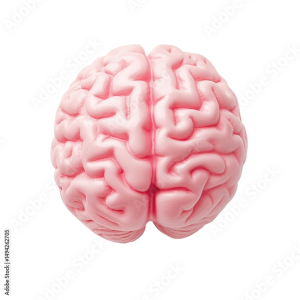 Fototapeta detailed pink brain model showcasing intricate folds and textures, perfect for educational or artistic purposes, top view, isolated on transparent background