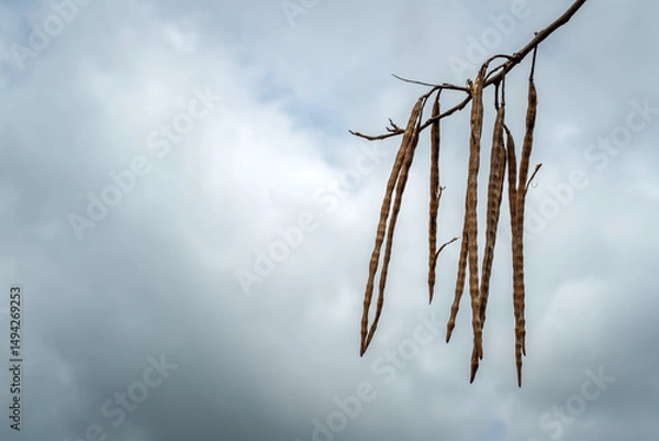 Fototapeta Dried drumstick pods of Moringa (Moringa oleifera) hanging from a tree branch against a backdrop of rainclouds.