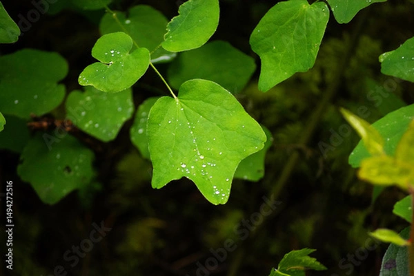 Obraz green leaf with water drops