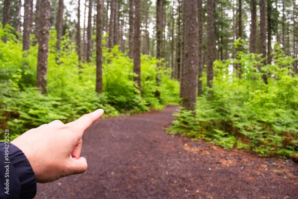 Obraz hiking in the forest