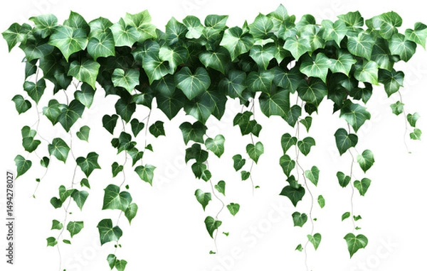 Fototapeta Lush Green Ivy Vines with Summer Leaves, Isolated on Transparent Background