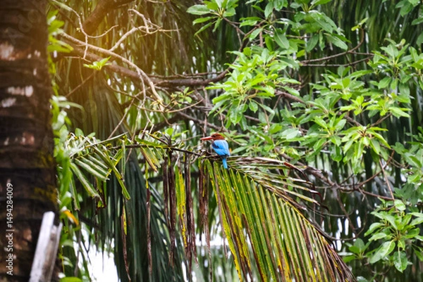 Obraz A beautiful blue bird, the White-throated kingfisher (Halcyon smyrnensis), sits on a palm branch in the rainforest