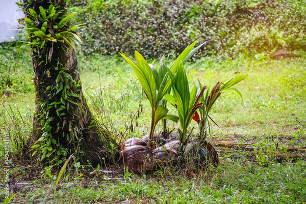 Obraz Sprouted coconuts, stacked in one place. Gardening, landscaping