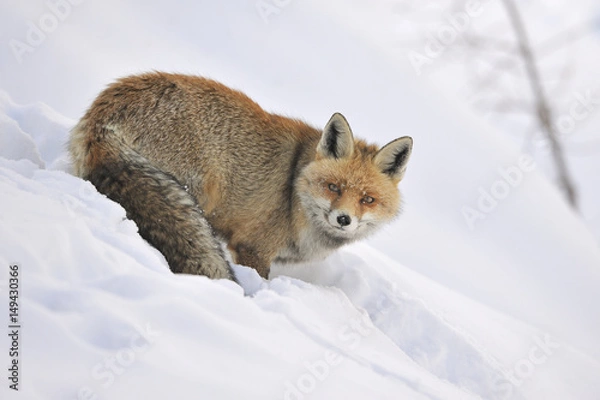 Obraz Volpe inverno 01