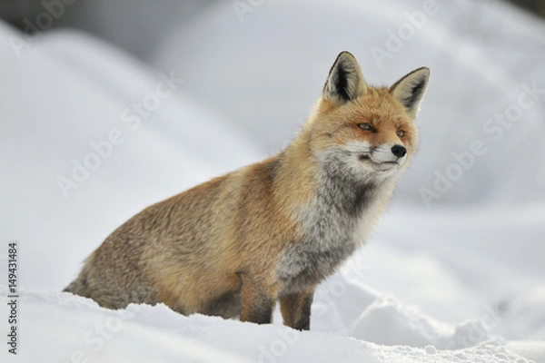 Obraz Volpe inverno 03