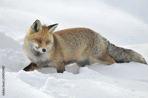 Obraz Volpe inverno 02