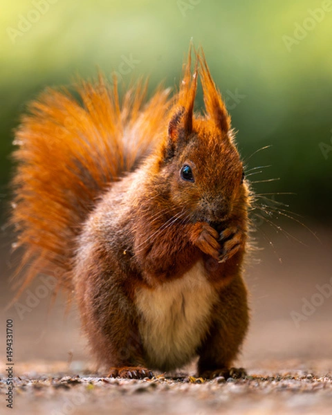 Fototapeta Red squirrel in the park eating a nut